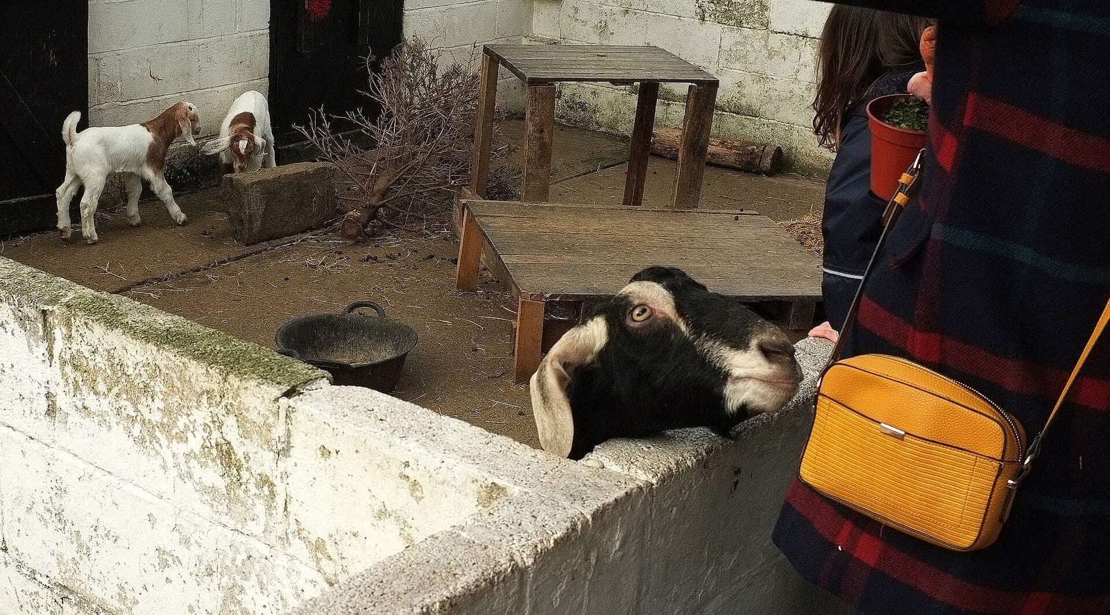 Windmill Hill City Farm photo 5
