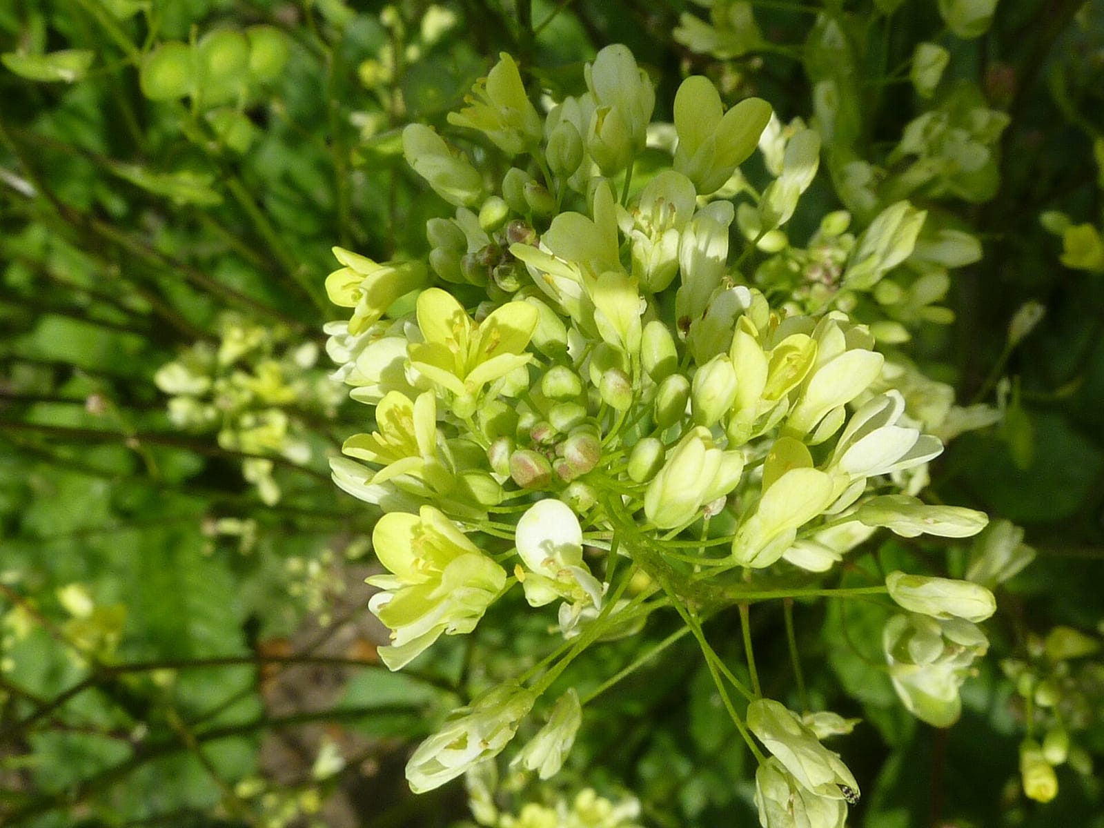 Cambridge University Botanic Garden Garden Café photo 8