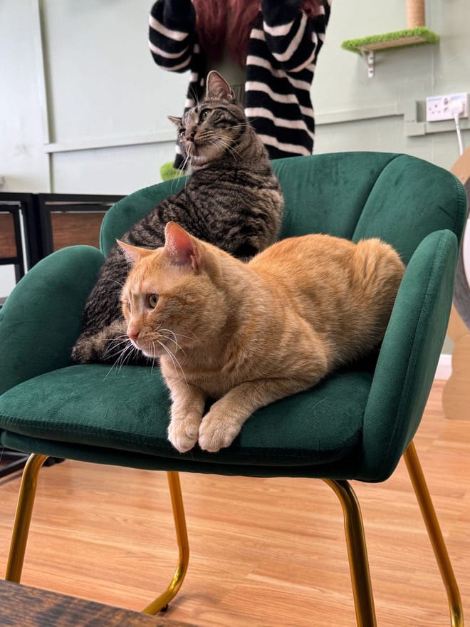 Brews & Whiskers Cat Cafe