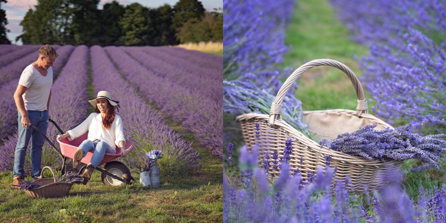Warwickshire Lavender Farm photo 3