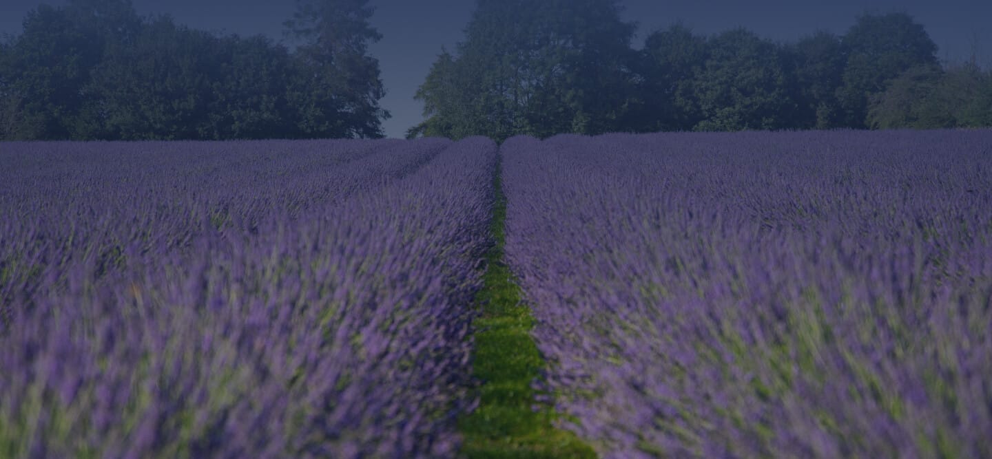 Warwickshire Lavender Farm photo 2