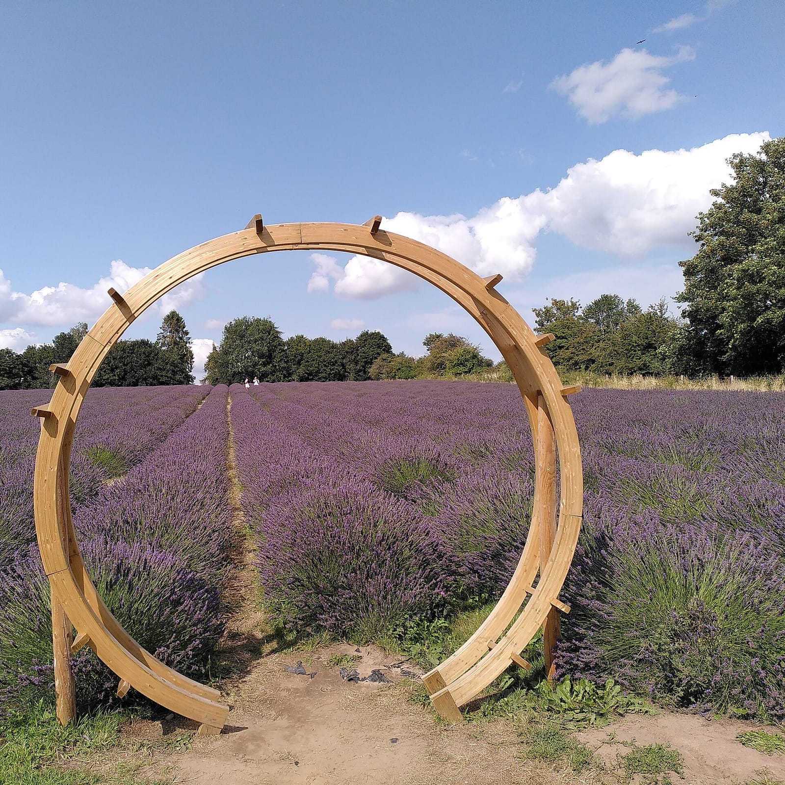 Warwickshire Lavender Farm photo 6