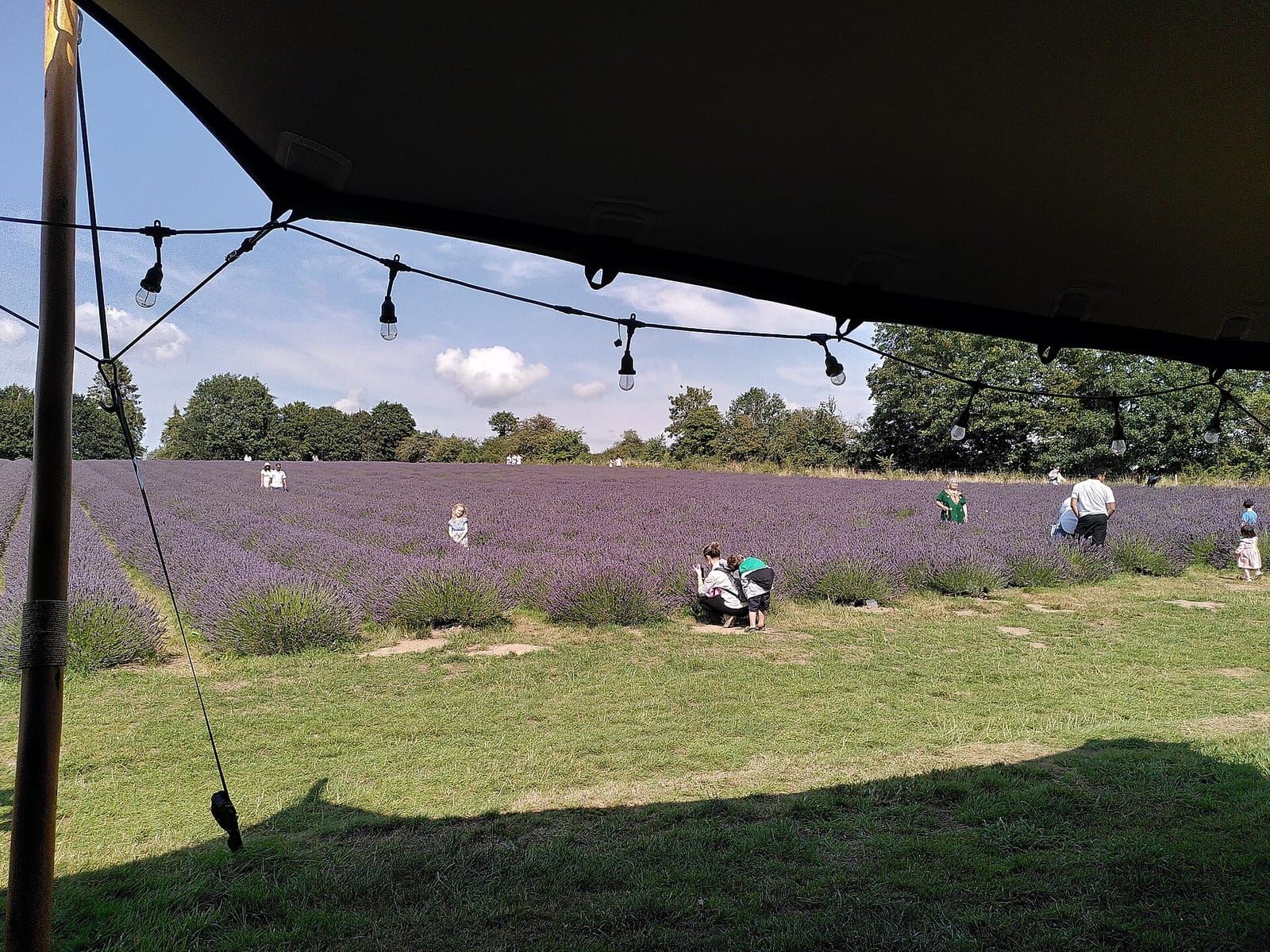 Warwickshire Lavender Farm photo 5