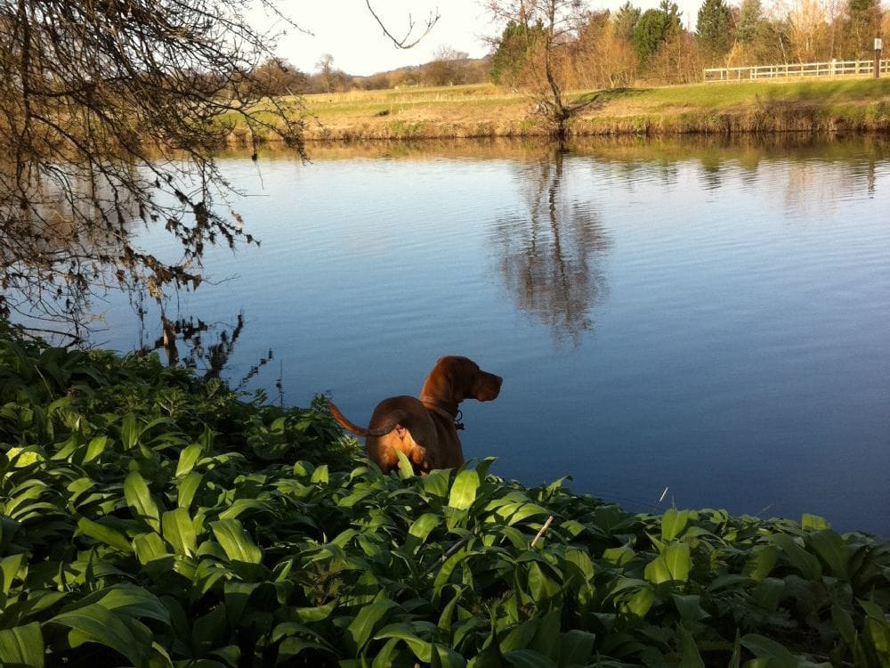 Darley Abbey Park Tea Room photo 4
