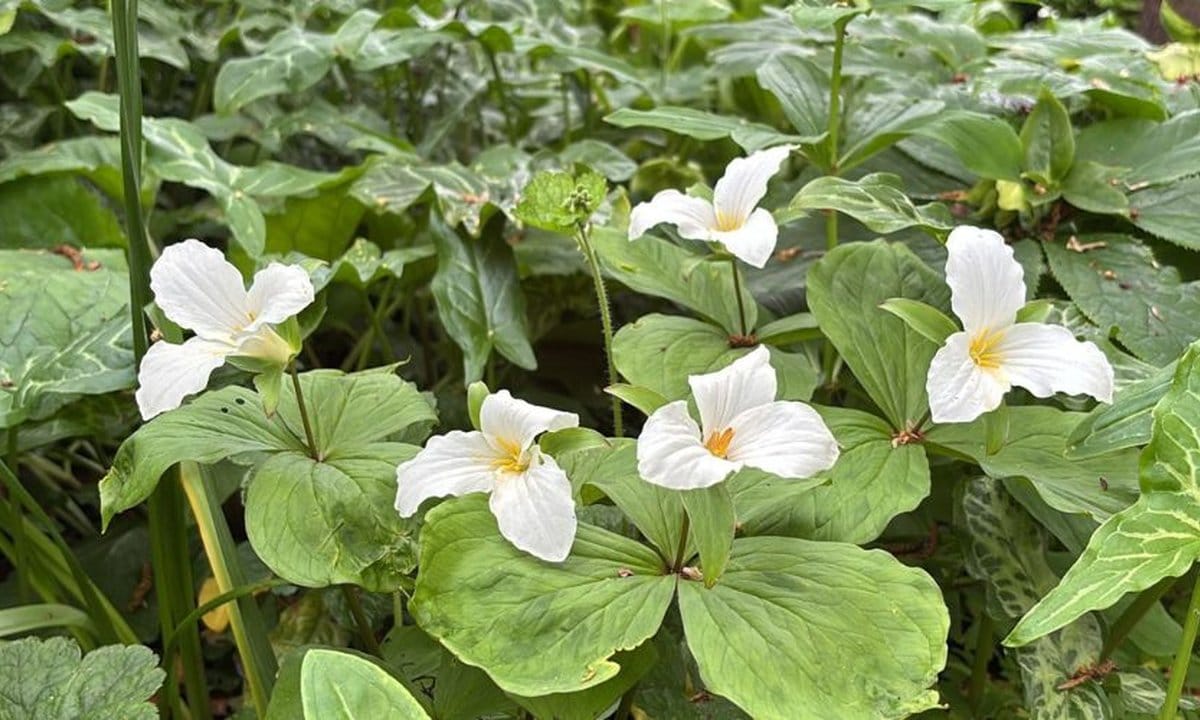 York Gate Garden photo 2