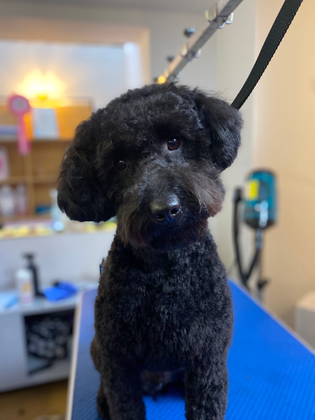 Snuffle Dog cafe & wine bar photo 4