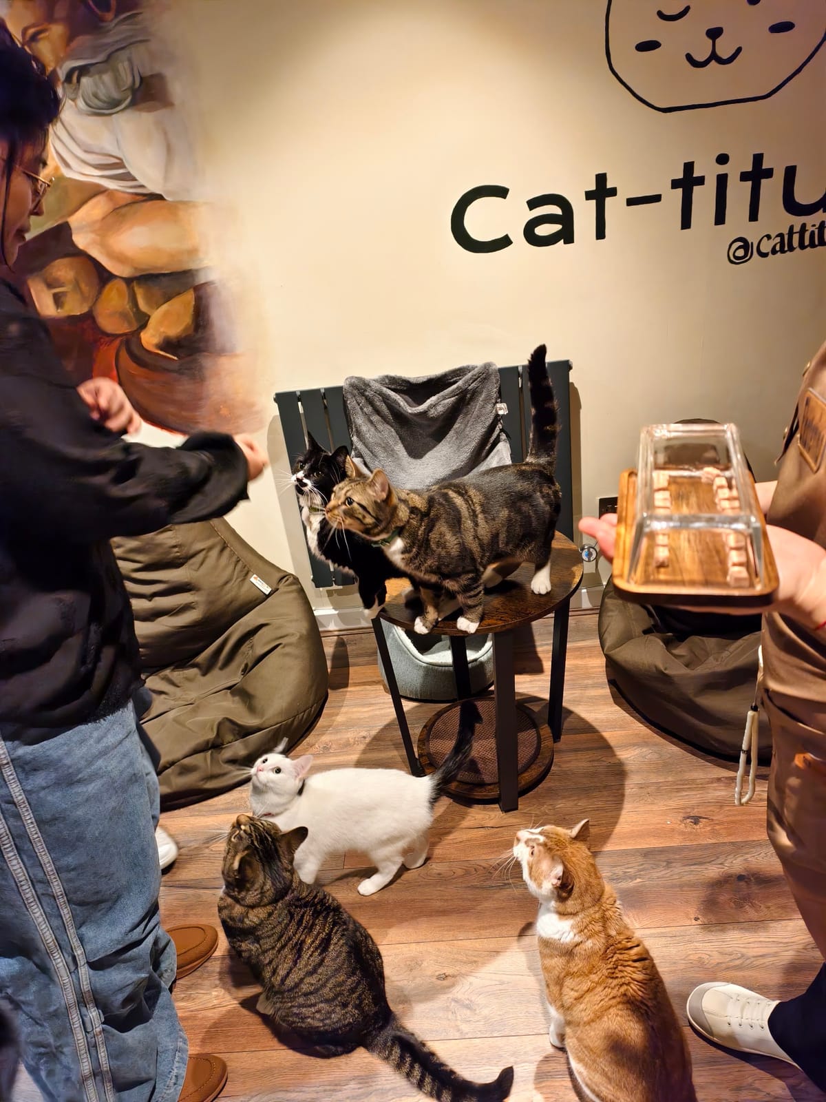 Cat-titude Cat Cafe