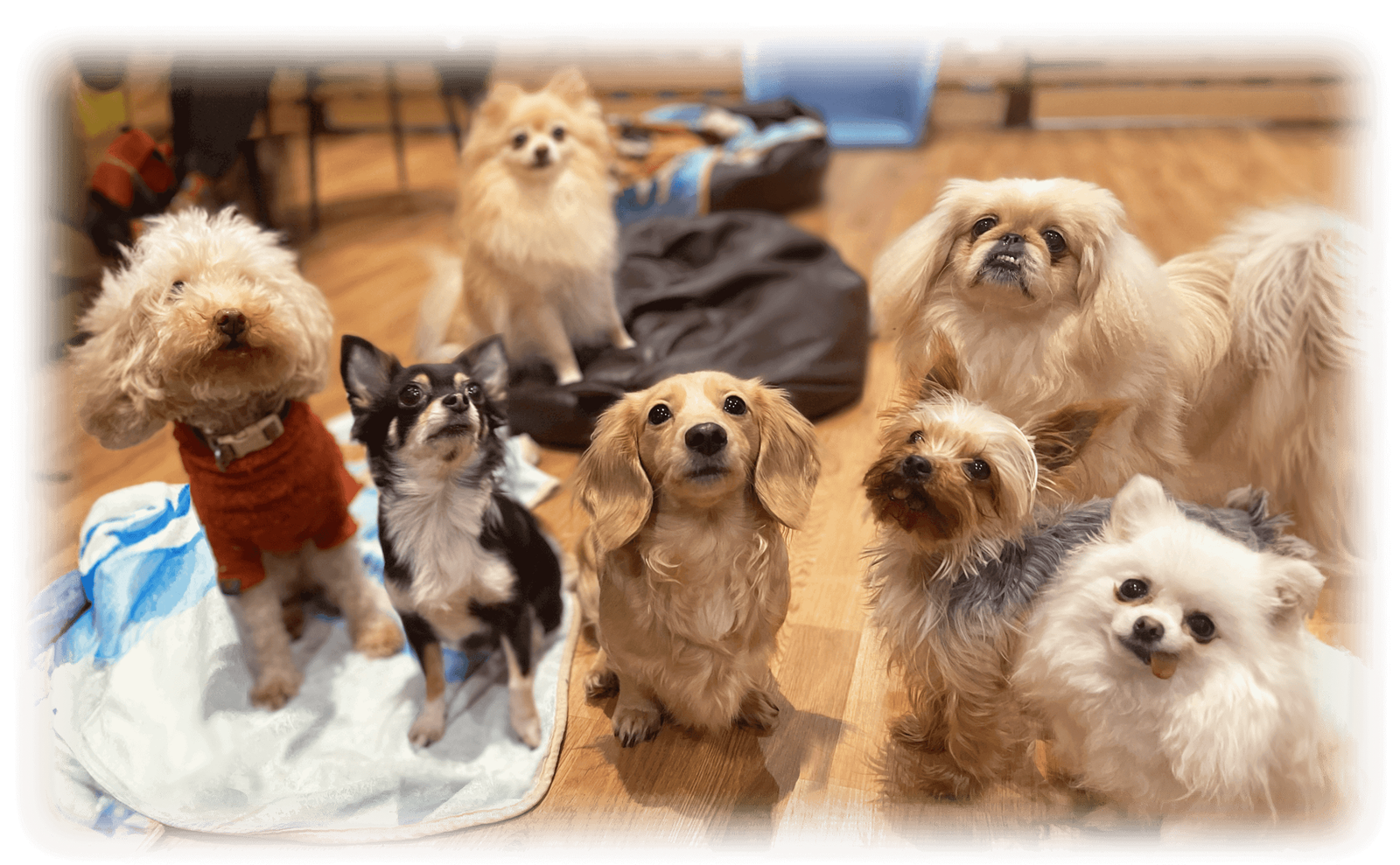 Dog & Scone photo 2