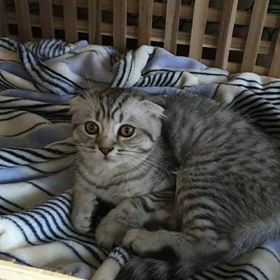 CatPawCino Cat Cafe photo 7