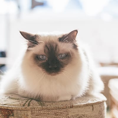 CatPawCino Cat Cafe photo 4
