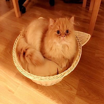 CatPawCino Cat Cafe photo 8