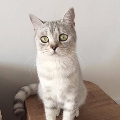 CatPawCino Cat Cafe photo 6