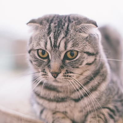 CatPawCino Cat Cafe photo 5