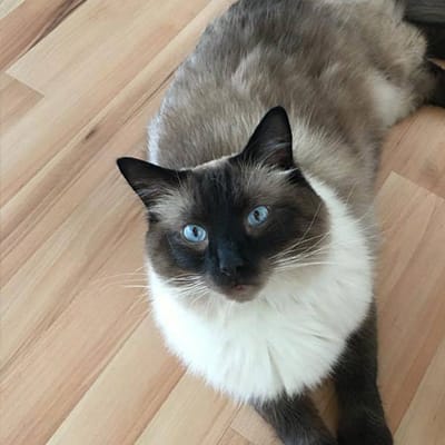 CatPawCino Cat Cafe photo 3