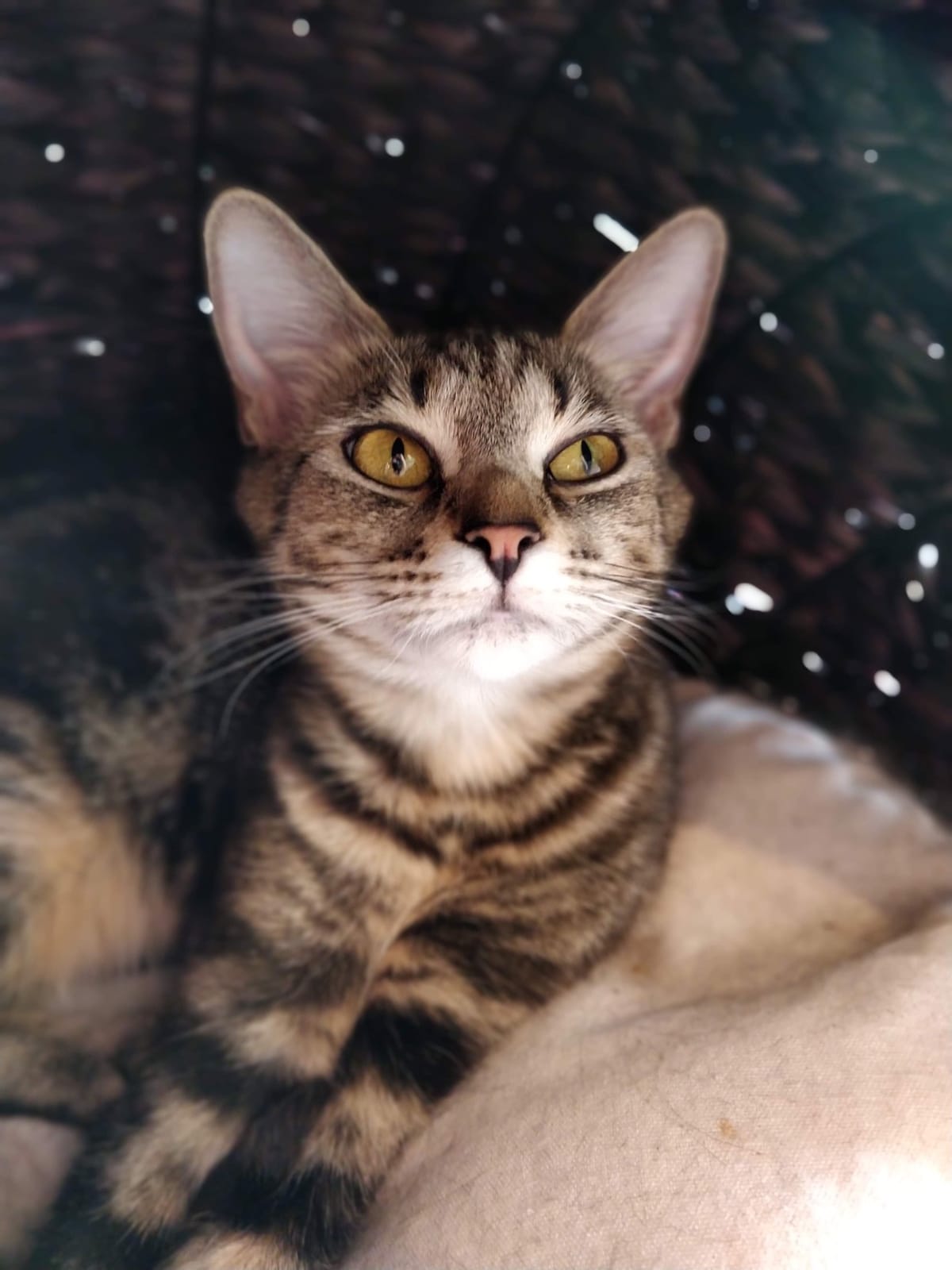 CatPawCino Cat Cafe photo 9