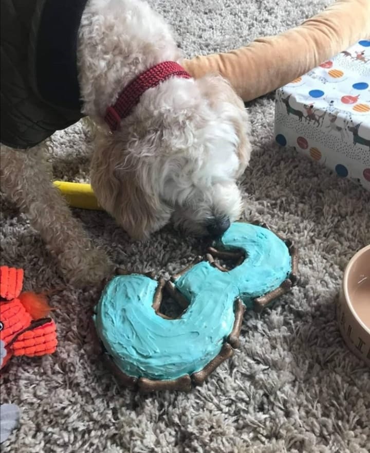 Doggylicious Cakes