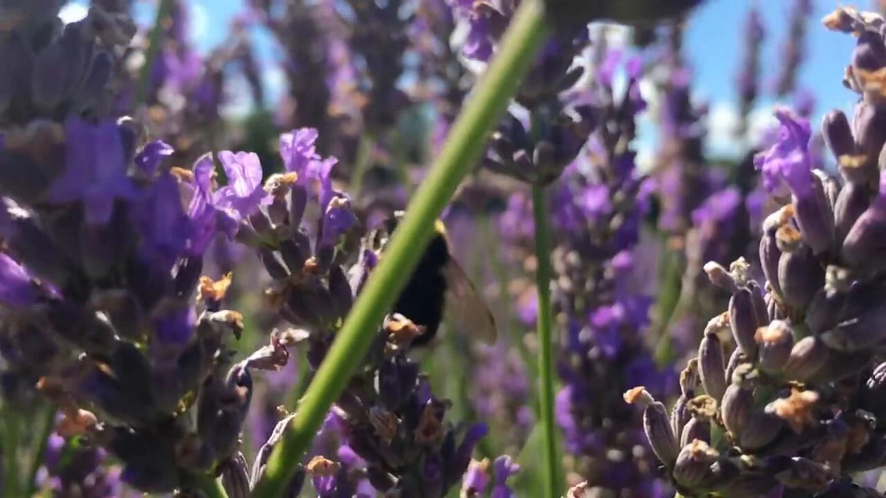 Mayfield Lavender Glasshouse Cafe and Gift & Plant Shop photo 5