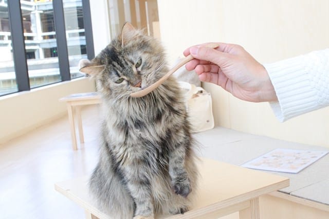 Cat Café MOFF Pearlridge Center photo 2