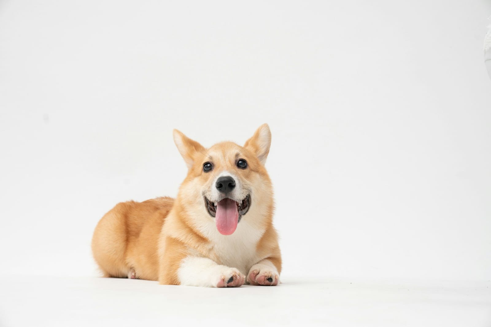 Dog Wash Cafe Pet Spa - Alpharetta/Windward photo 4