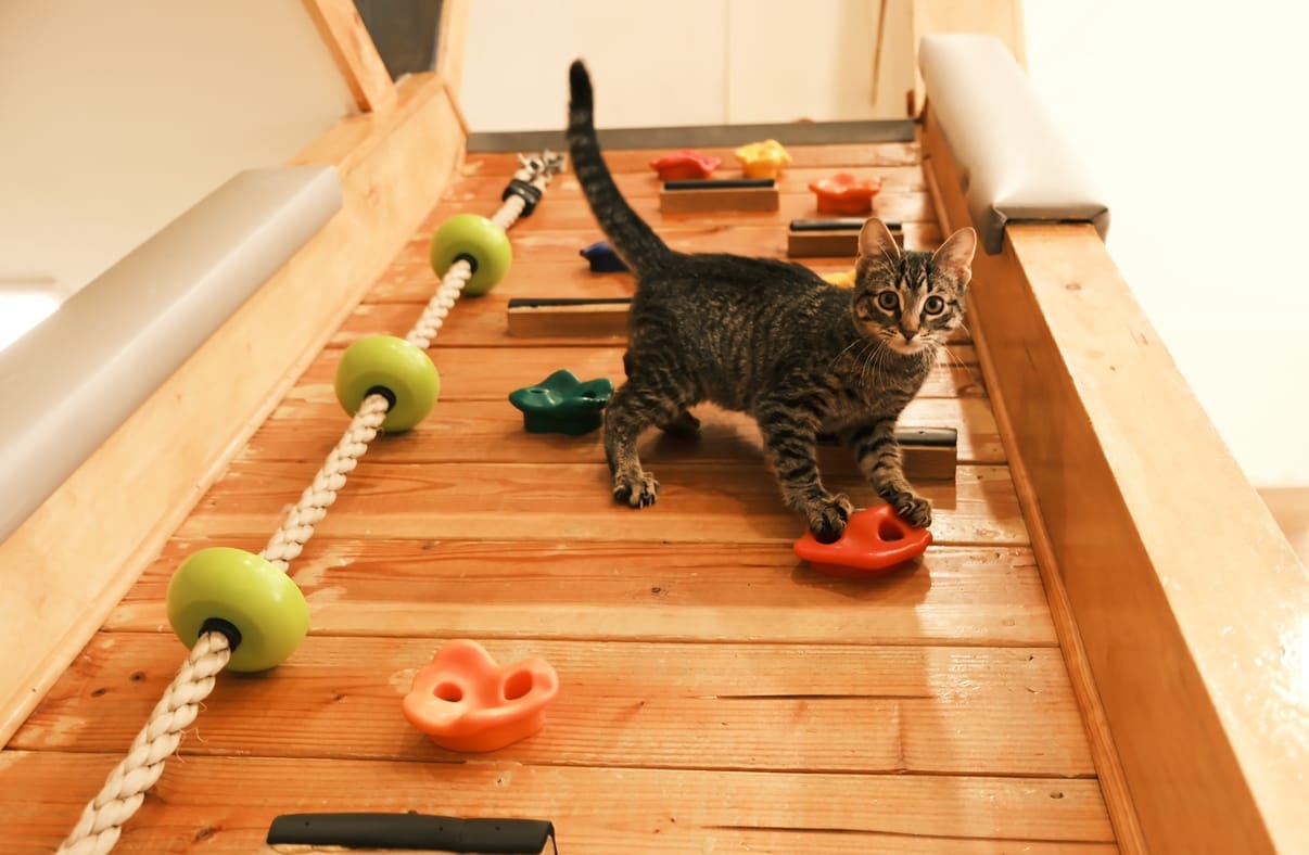 Espurresso Cat Cafe 有「意式」猫咖 photo 6