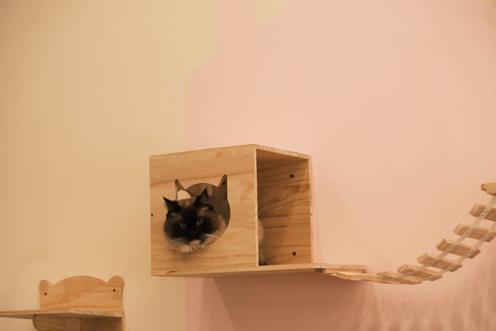 Espurresso Cat Cafe 有「意式」猫咖 photo 4