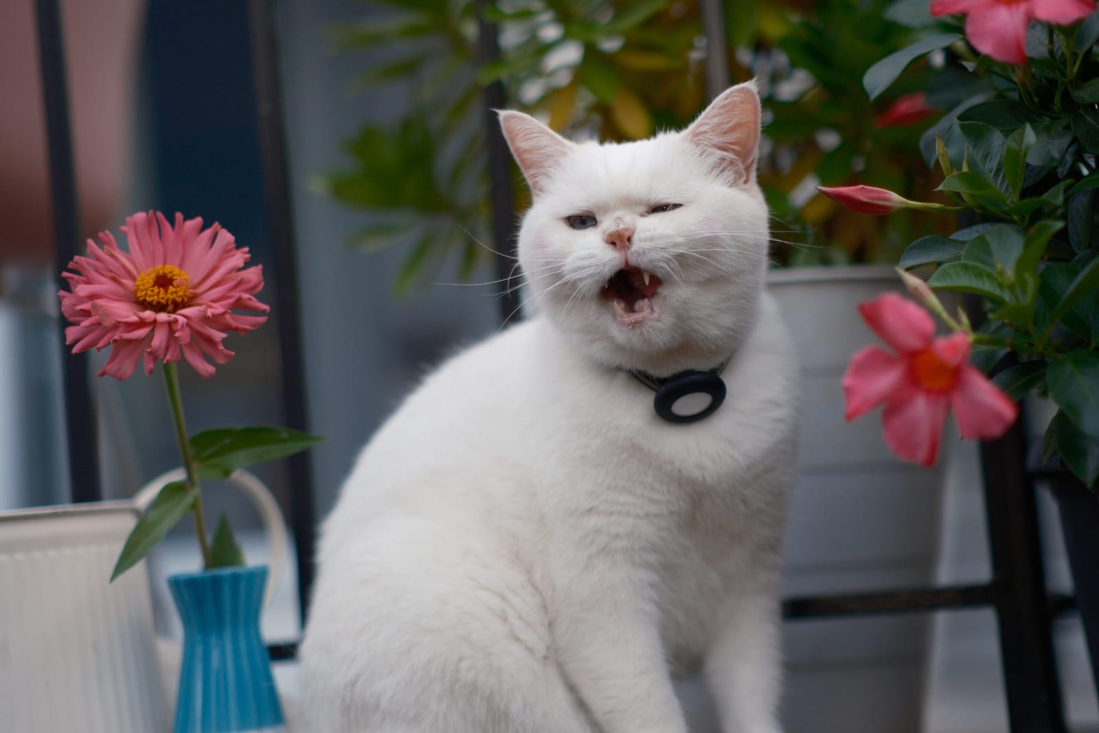 Espurresso Cat Cafe 有「意式」猫咖 photo 7