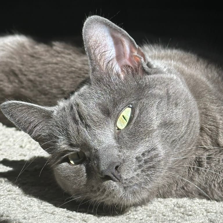 Zula's Tea & Coffee photo 4