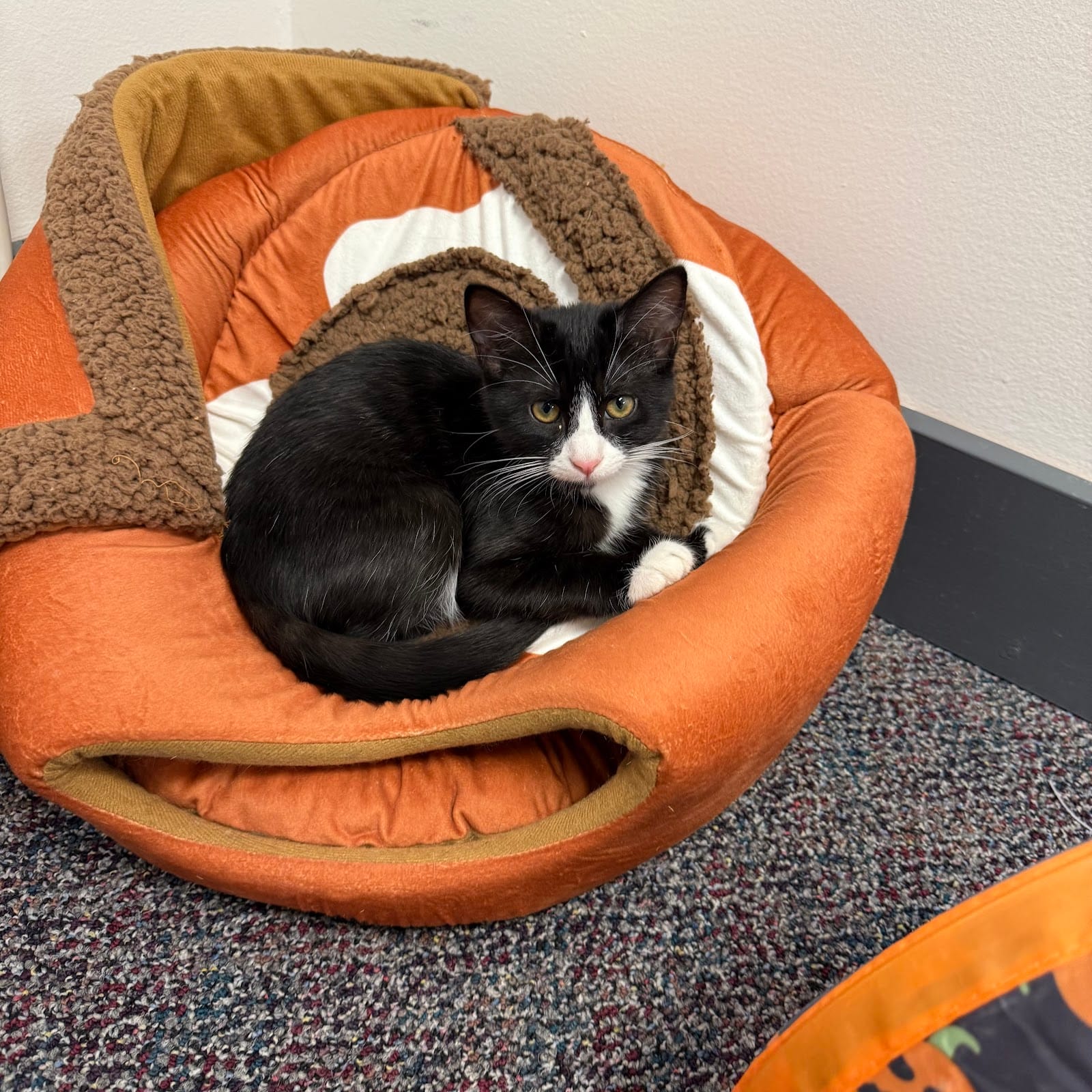 Cuddle Cats Cafe