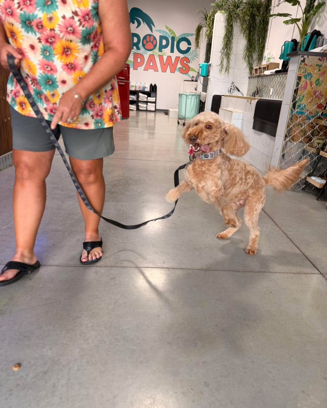 Tropic Paws photo 3