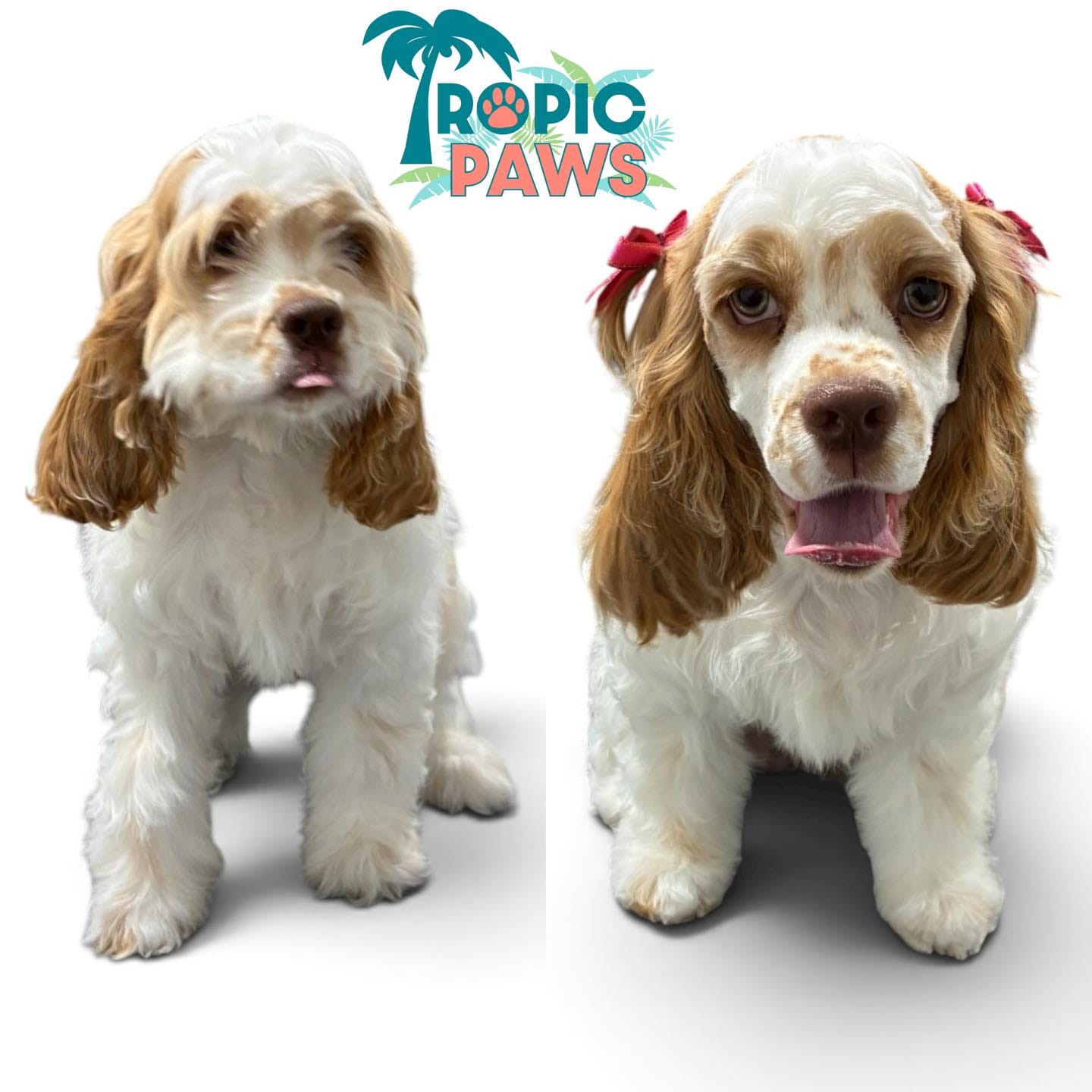 Tropic Paws