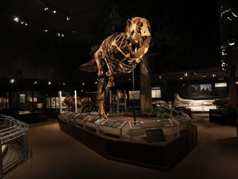Museum of the Rockies photo 4