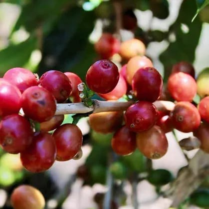 Tugboat Joe Coffee Roasters photo 7
