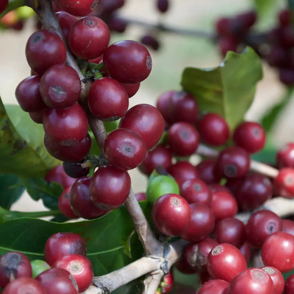 Tico Coffee Roasters photo 4