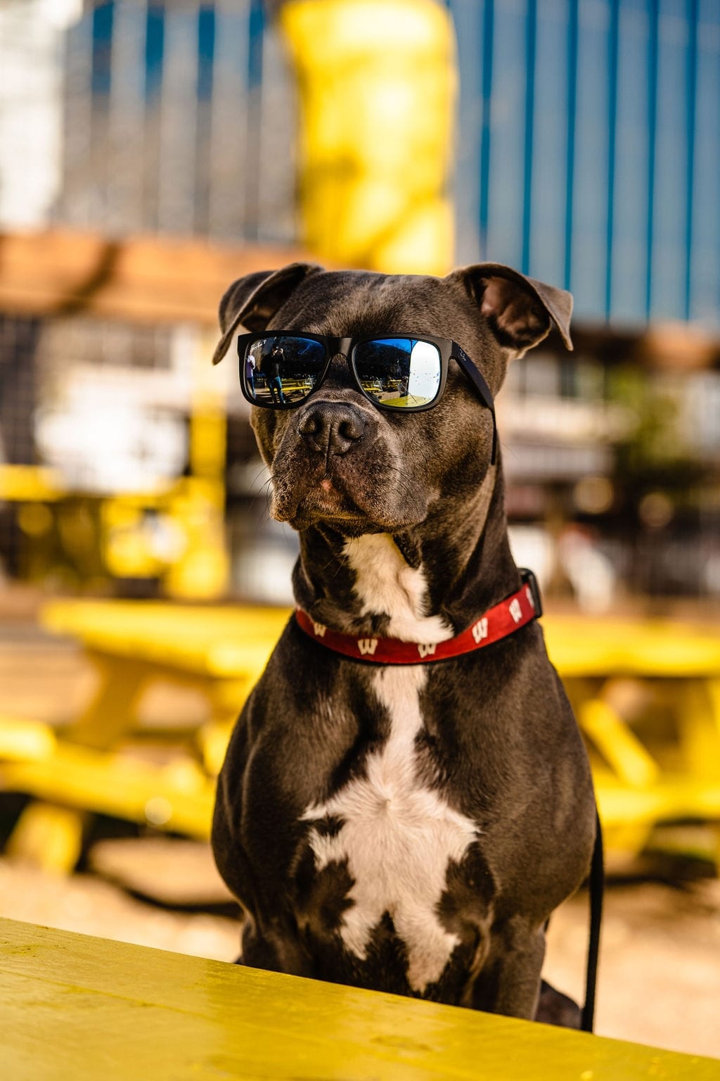 Brew and Paws photo 2