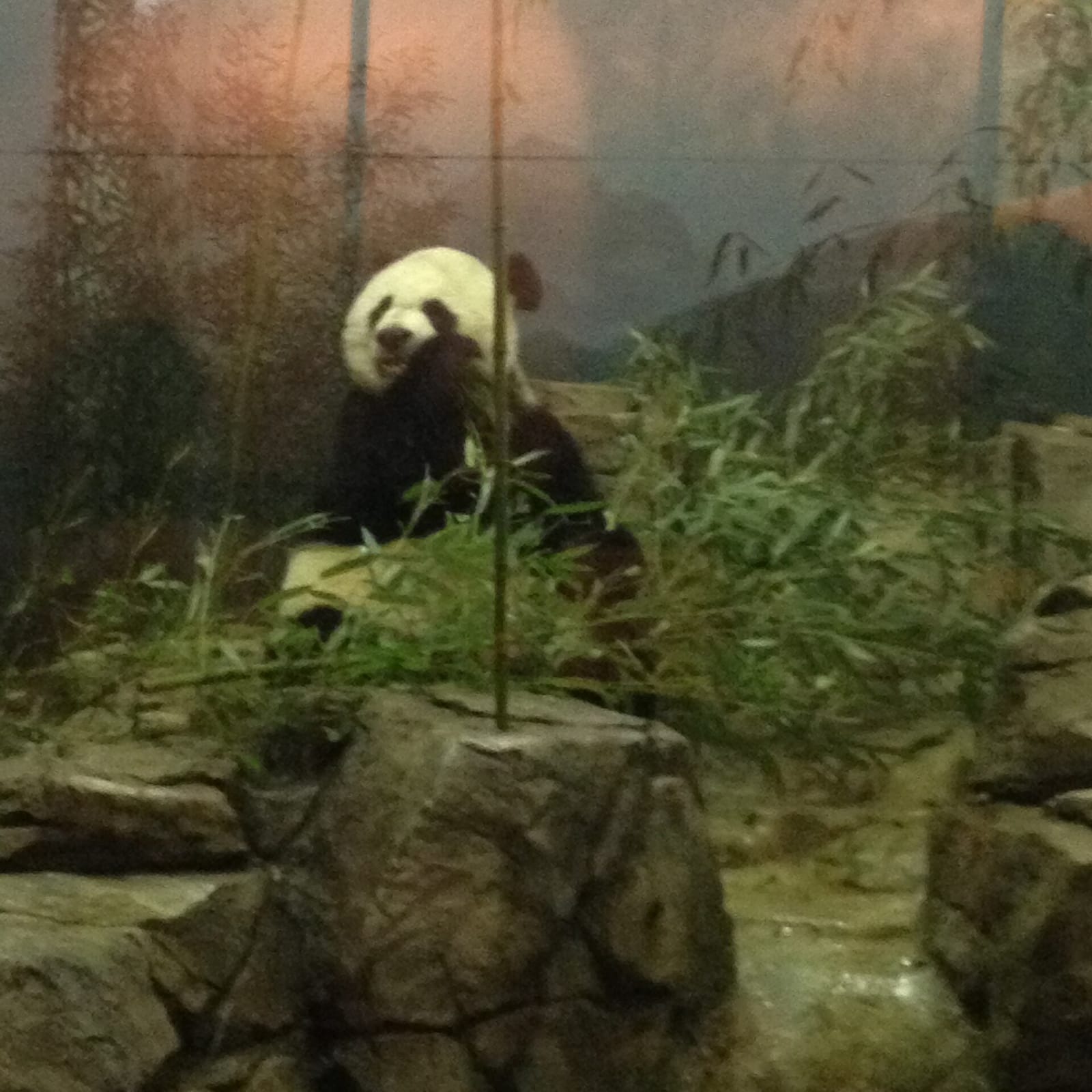 Panda Overlook Cafe photo 3