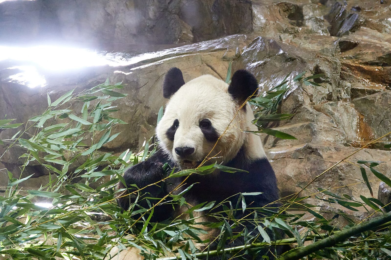 Panda Overlook Cafe