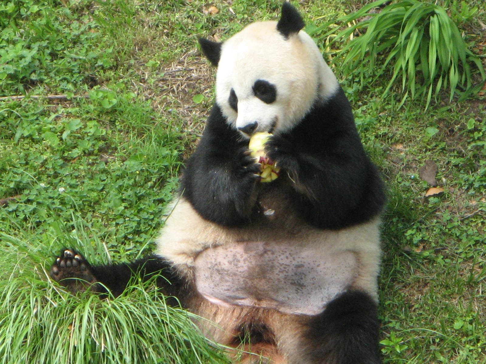 Panda Overlook Cafe photo 4