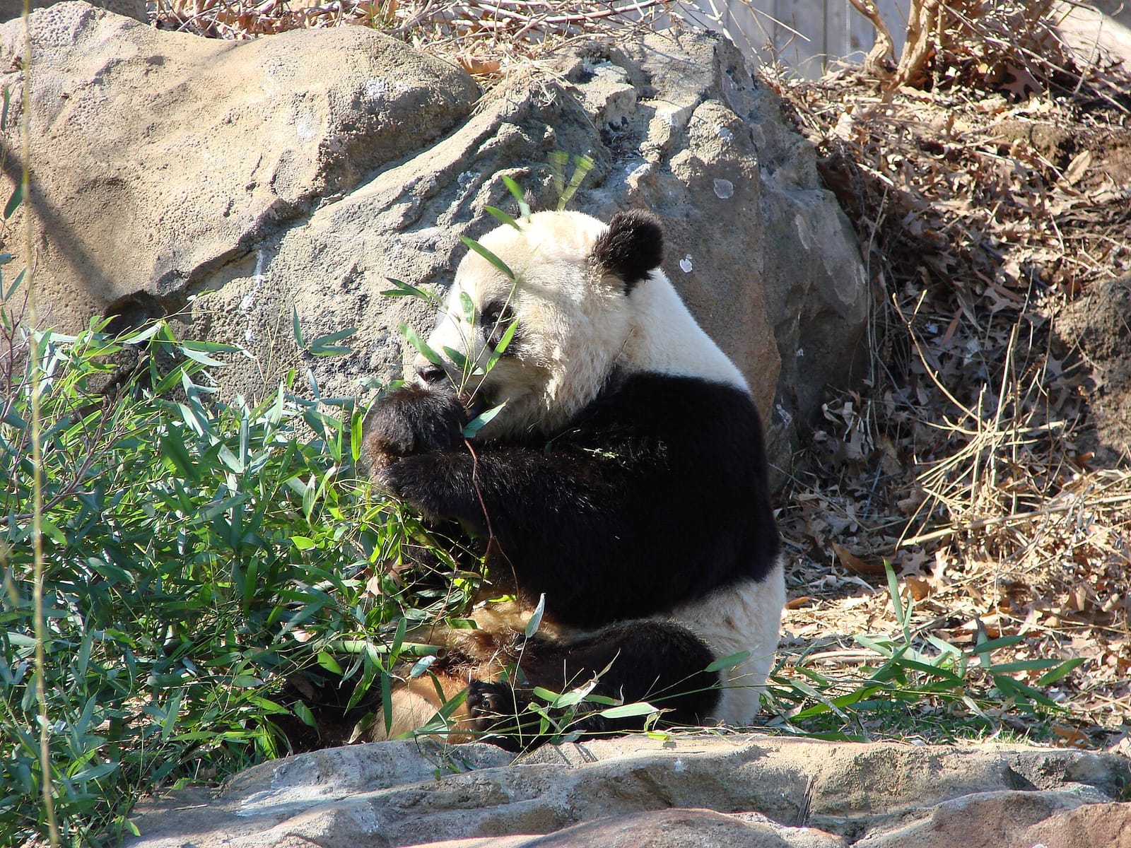 Panda Overlook Cafe photo 2