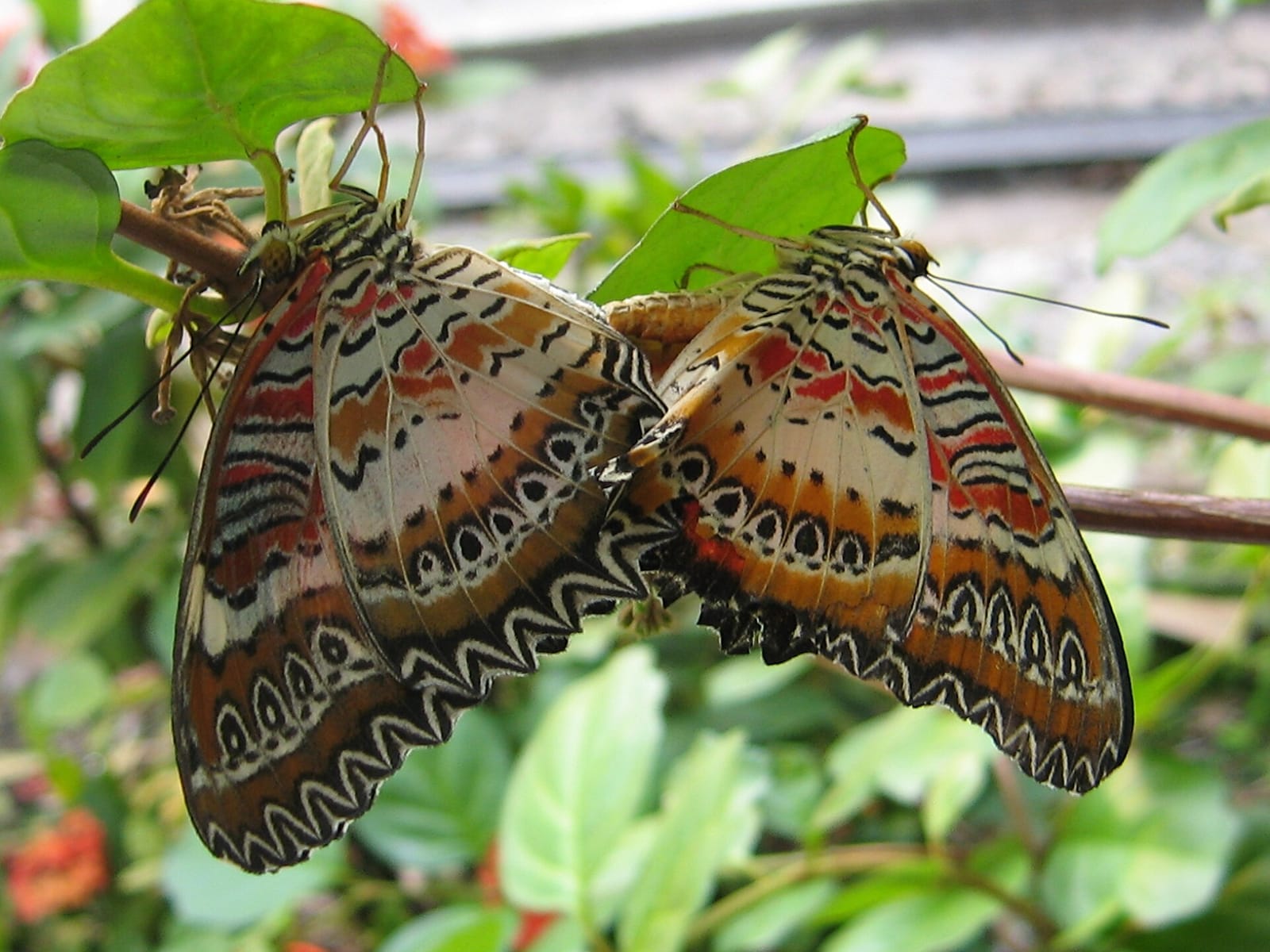 Mariposa Cafe photo 4