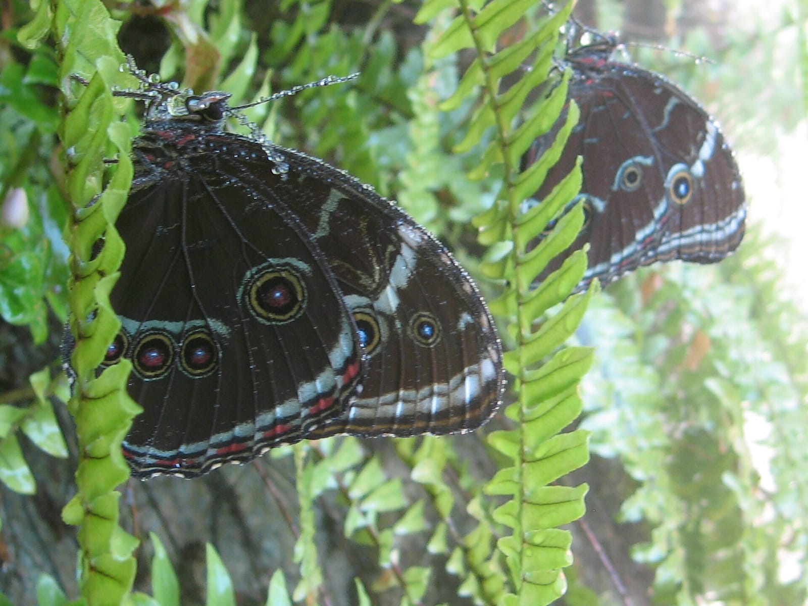 Mariposa Cafe
