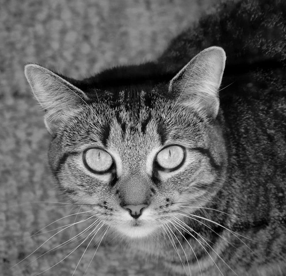 DeLand Cat Cafe photo 5
