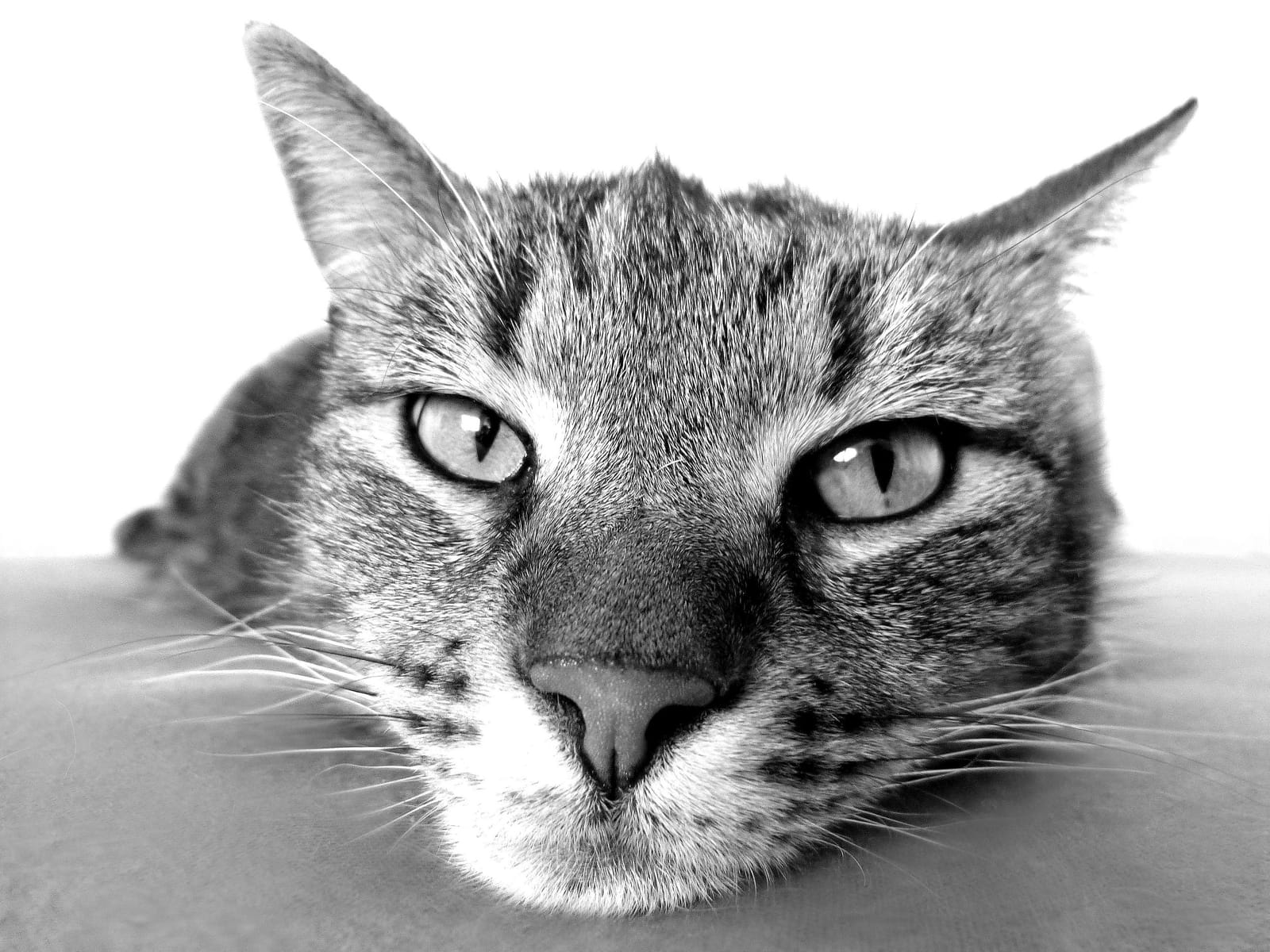 DeLand Cat Cafe