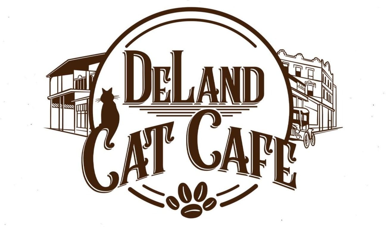 DeLand Cat Cafe photo 2
