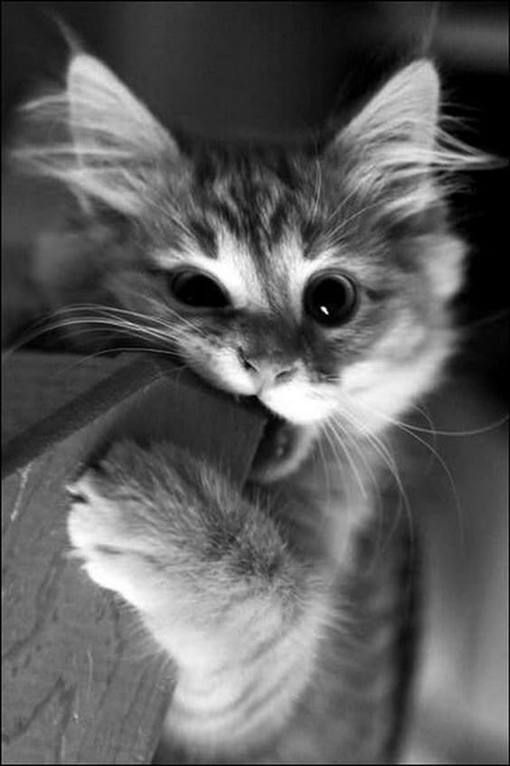 DeLand Cat Cafe photo 6