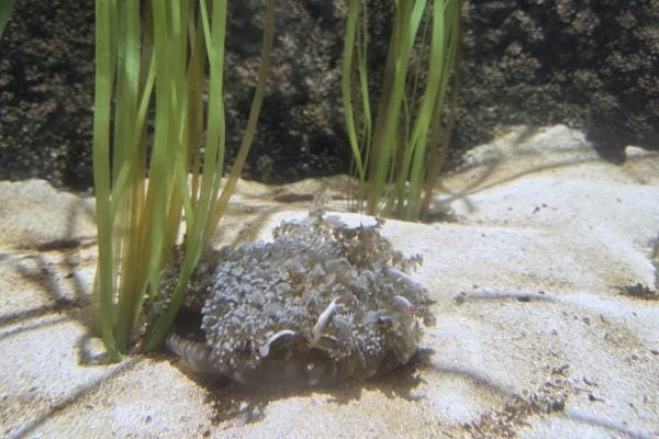 National Mississippi River Museum & Aquarium photo 7
