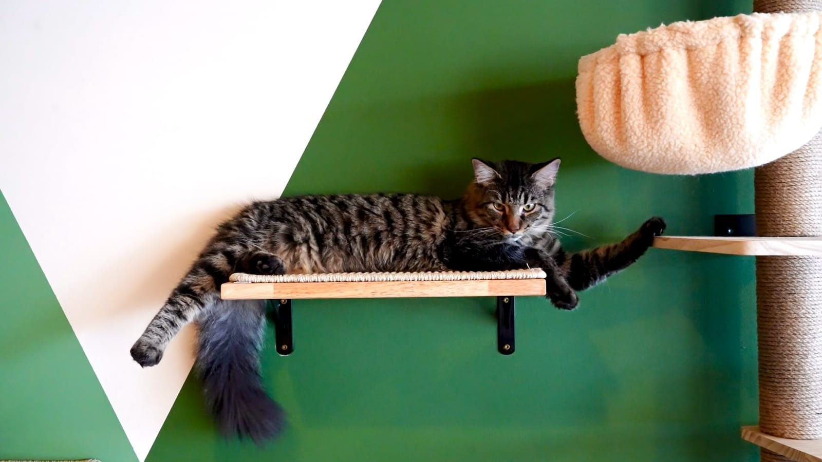 NoCo Cat Cafe photo 2