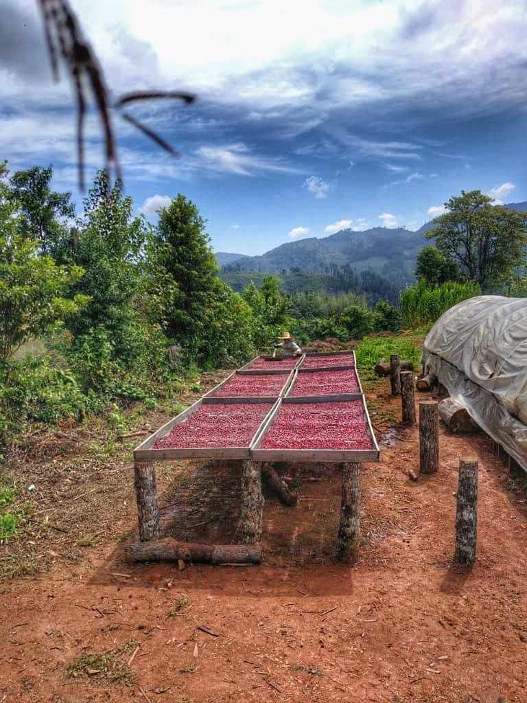 Coffee del Cerro