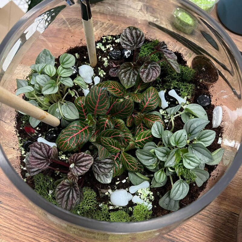 Plants + Coffee photo 7