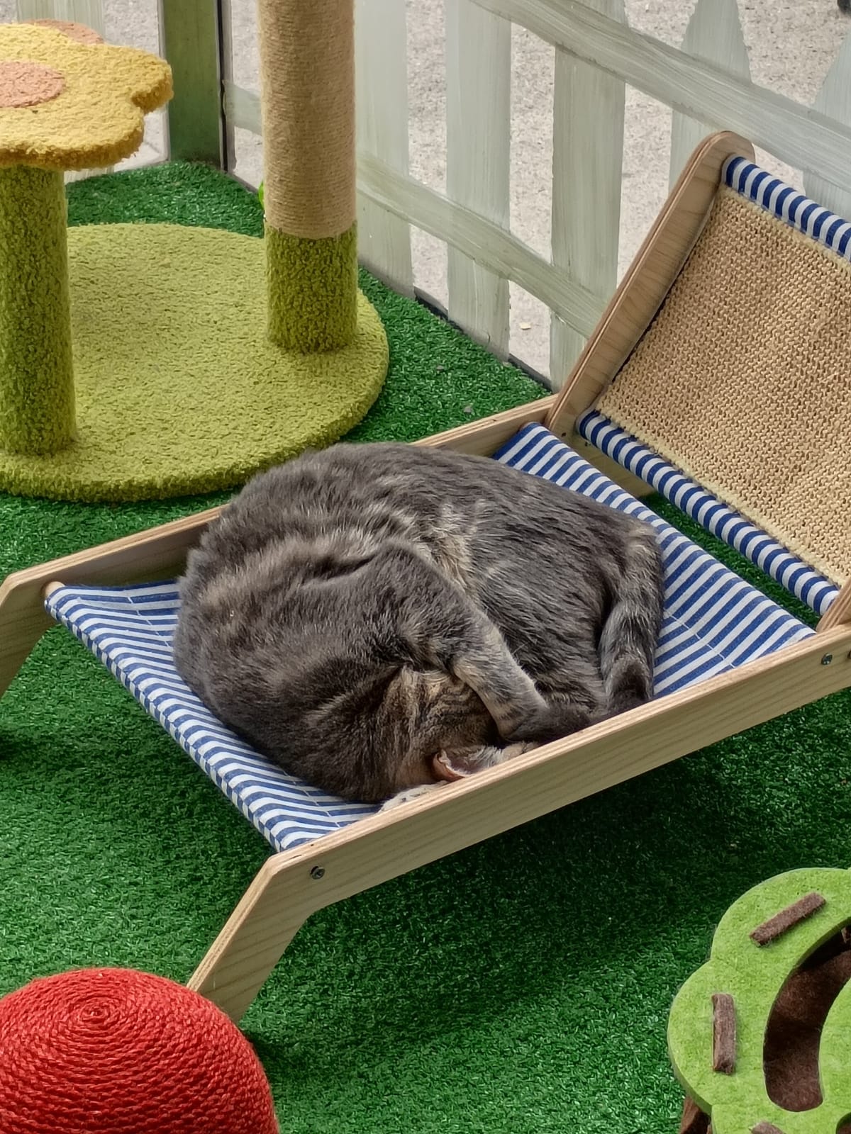 Project Paw Cat Cafe