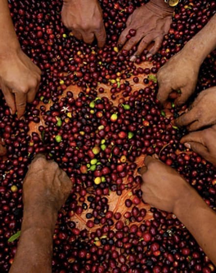 Elmira Tea & Coffee House photo 4